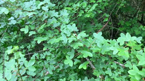 Green leaves of the Montpellier maple (Acer monspessulanum)