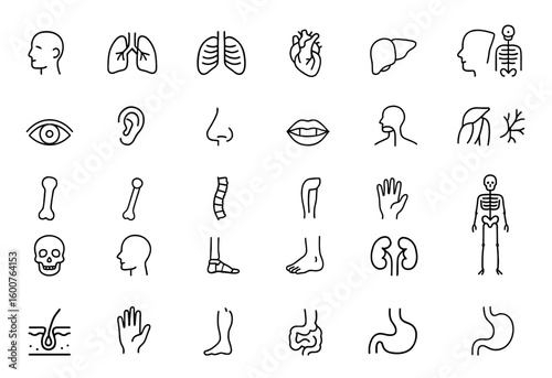 Vector anatomy glyph icon set with black silhouette pictograms of body organs, skeleton, bone, spine, eye, ear, nose, mouth, lips, hand, foot, stomach, kidneys, bladder illustration, healthcare icons