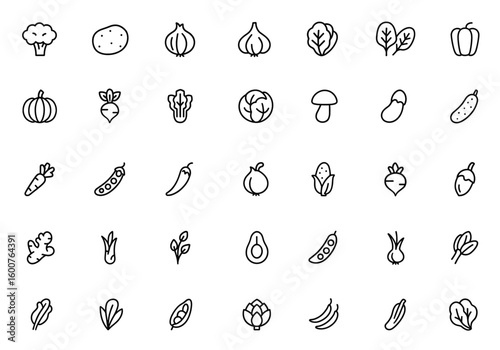 Vector vegetables line icon set: thin linear pictograms of broccoli, potato, onion, garlic, lettuce, spinach, pepper, cucumber, pumpkin, turnip, celery, cabbage, mushroom, illustration