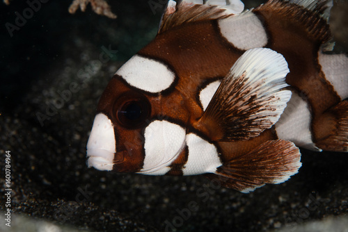 View of a harlequin sweetlips fish, with its distinctive brown and white mottled pattern, gracefully glides through the dark waters, Pemuteran, Bali, Indonesia.