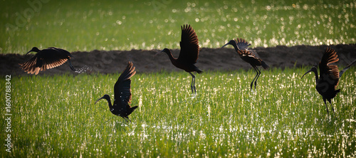 Canvas Print Glossy Ibis in rice paddy