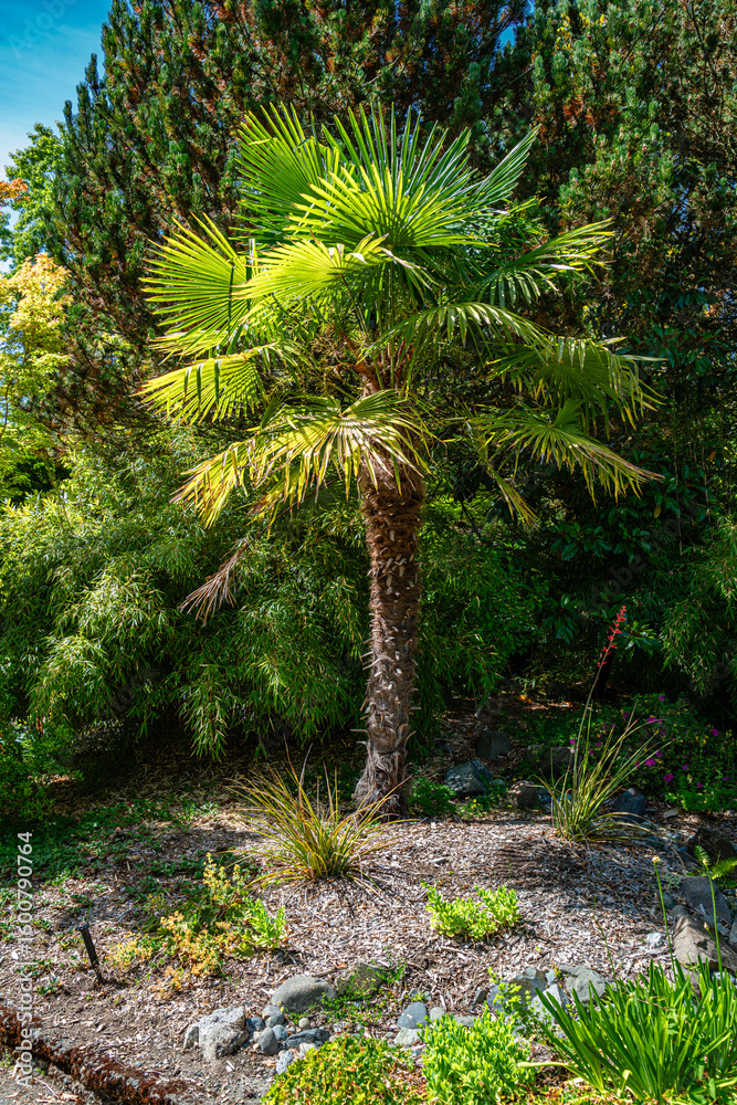 Obraz premium Seattle Garden Palm Tree