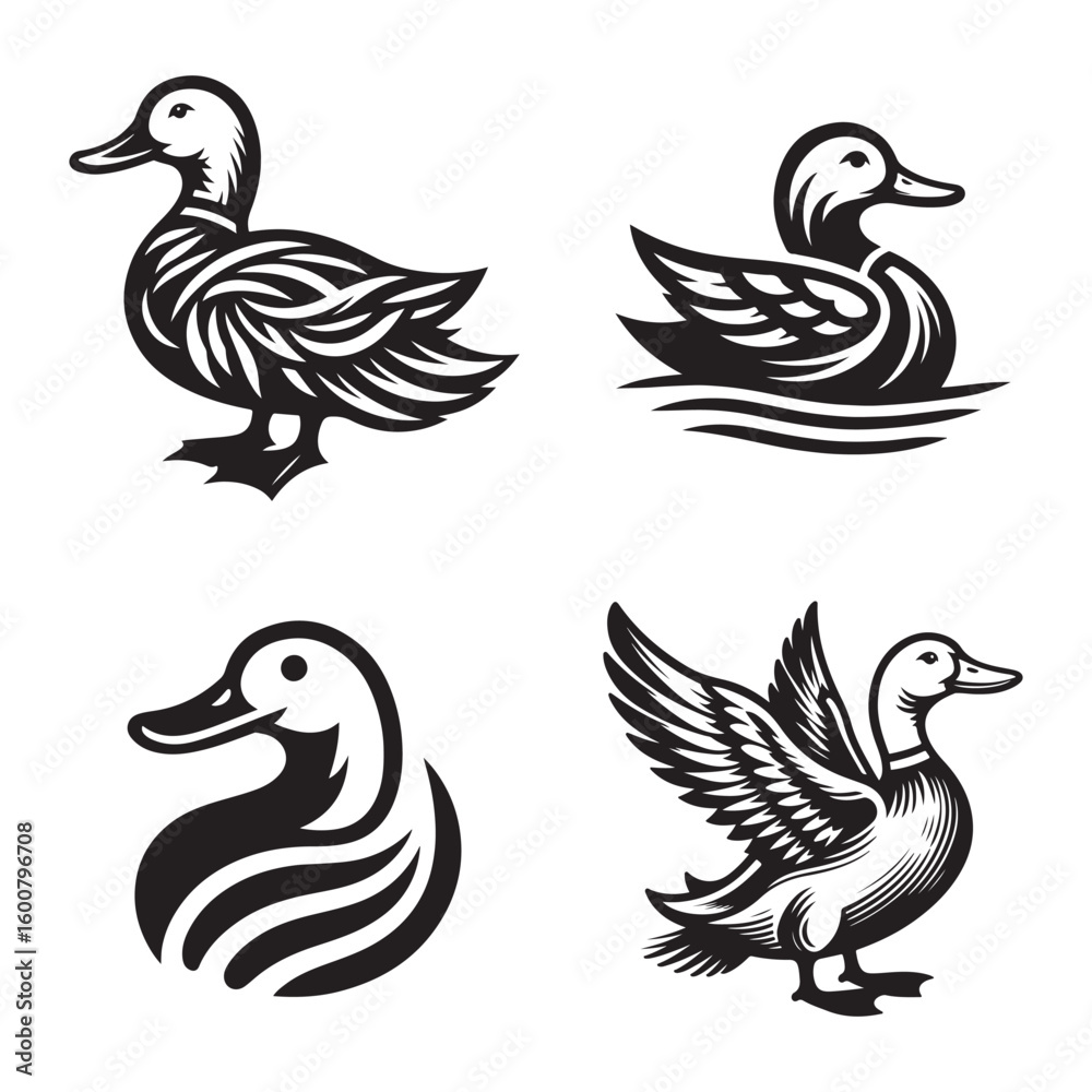 Fototapeta premium Collection of four detailed black and white duck illustrations in various poses and styles