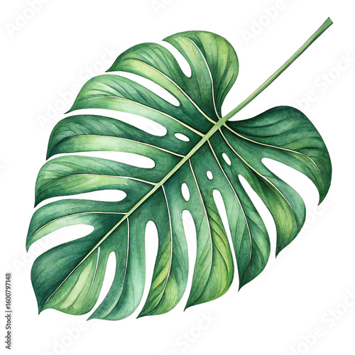 Stylized tropical Monstera leaf illustration isolated on transparent background, perfect for botanical designs, nature art, packaging, decor, or tropical-themed visuals
