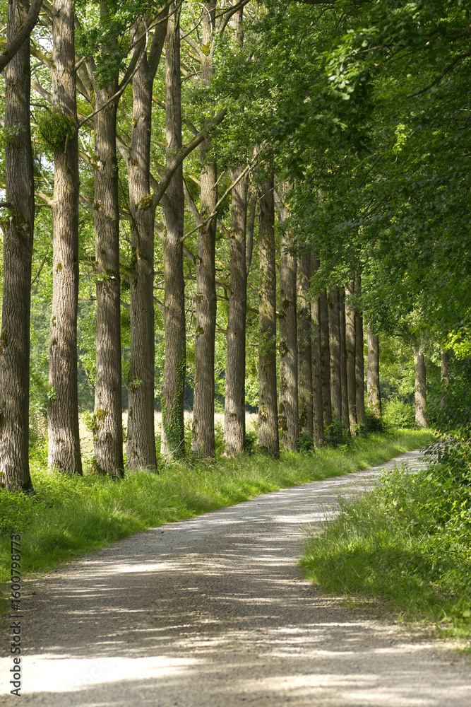 trees in a row vertical, beautiful forest path with trees at the edge, forest path with avenue of trees, green leaves, grass, the sun shines on the leaves, shade on the gravel, vertical forest photo
trees in a row vertical, beautiful forest path with trees at the edge, forest path with avenue of trees, green leaves, grass, the sun shines on the leaves, shade on the gravel, vertical forest photo
