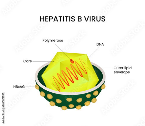Diagram of Hepatitis B Virus Structure