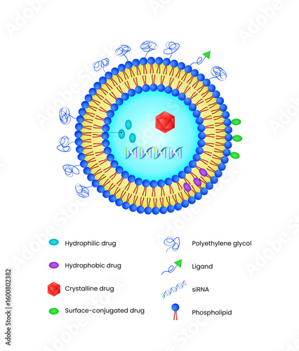 Liposome Nanoparticle with Drugs and Targeting Ligands