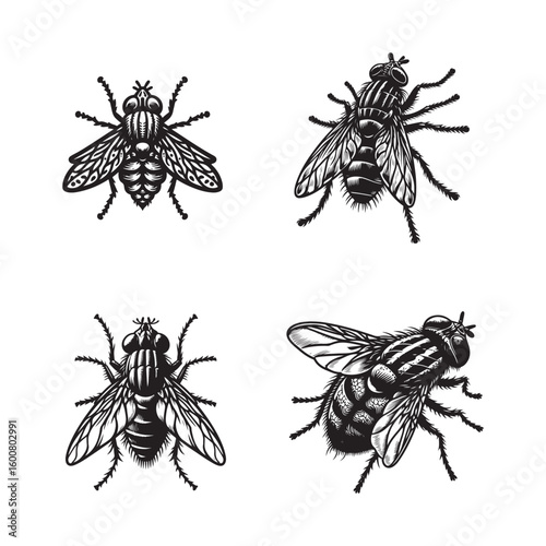 Four detailed black and white illustrations of common house flies viewed from different angles