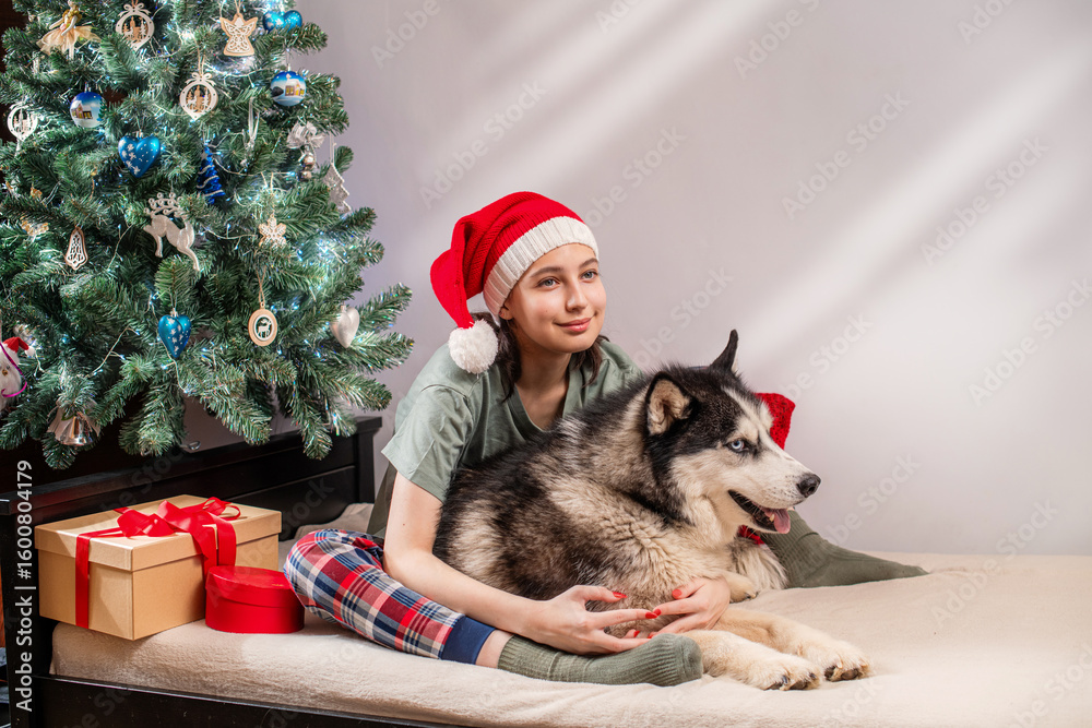 Obraz premium young woman in Santa hat hugs a husky dog on a bed by Christmas tree