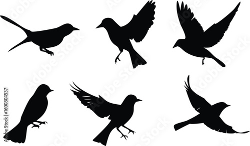 Bird Silhouette Set Six Birds in Flight and Perched, Illustrations Isolated