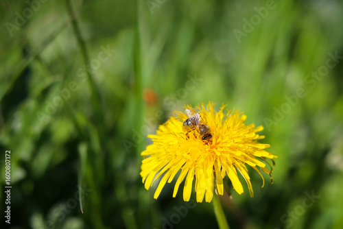 bee on dandelion
