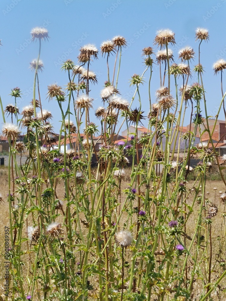 Obraz premium Dry thistle growing in a field near some houses