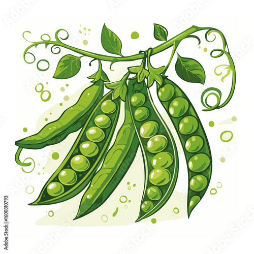 Green peas on a branch vector color illustration. Image of vegetables on an isolated background for packaging and design