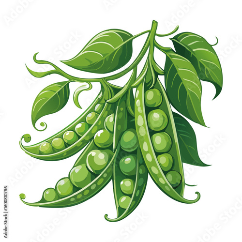 Green peas on a branch vector color illustration. Image of vegetables on an isolated background for packaging and design