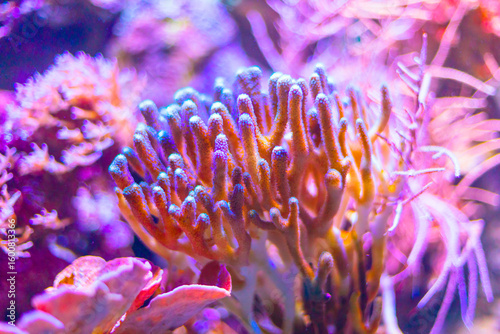 Fototapeta Naklejka Na Ścianę i Meble -  Cluster of ocean coral, bathed in the underwater light. Vibrant coral formations, showcasing intricate details
