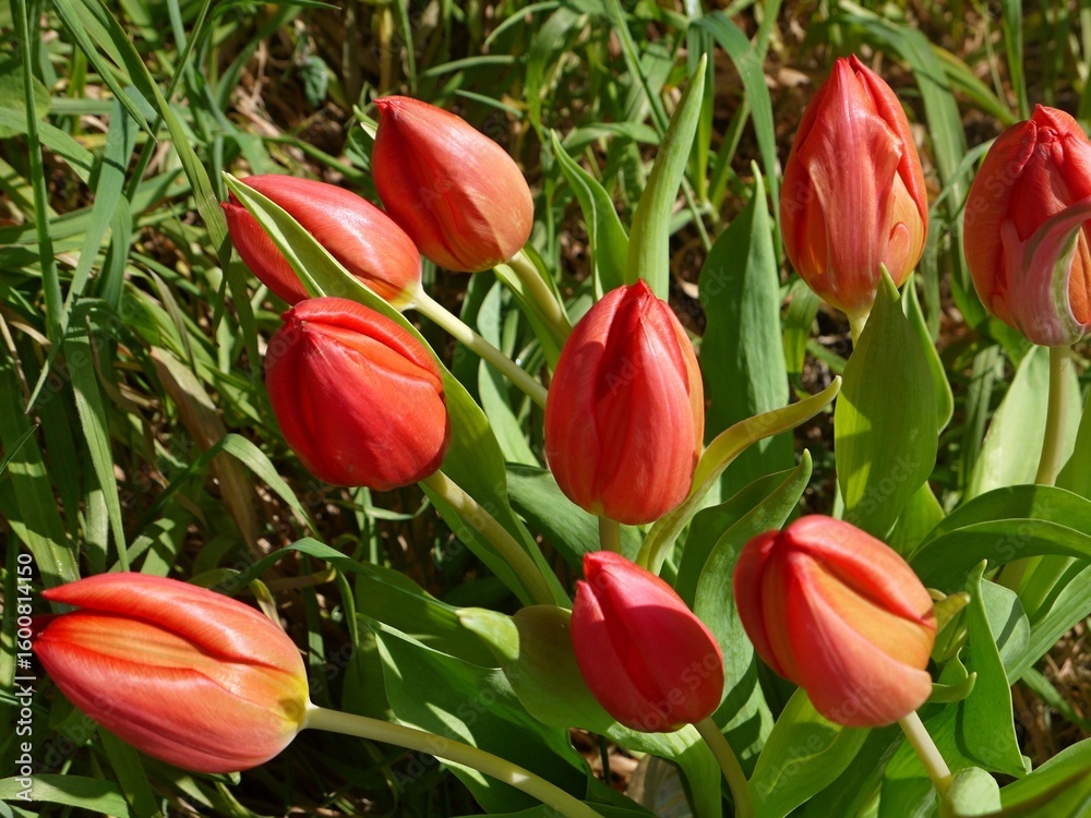 Fototapeta premium Red tulips blooming in a sunny spring garden