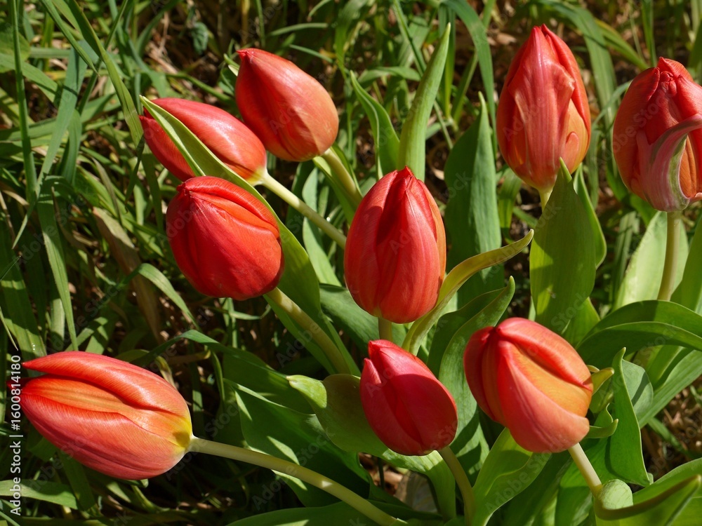 Obraz premium Red tulips growing in a garden during spring