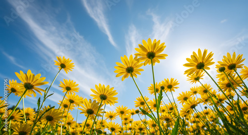 Yellow Daisies Reaching for the Sky Under a Bright Blue Sky high quality