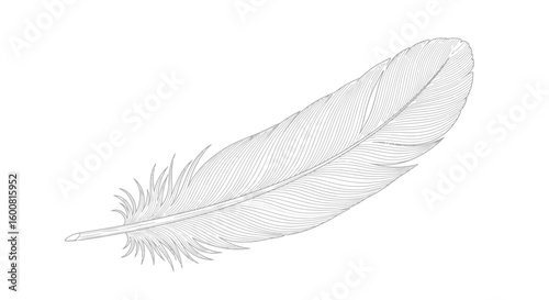 Detailed monochrome illustration of a feather against a pristine white backdrop reveals delicate natural patterns in refined simplicity