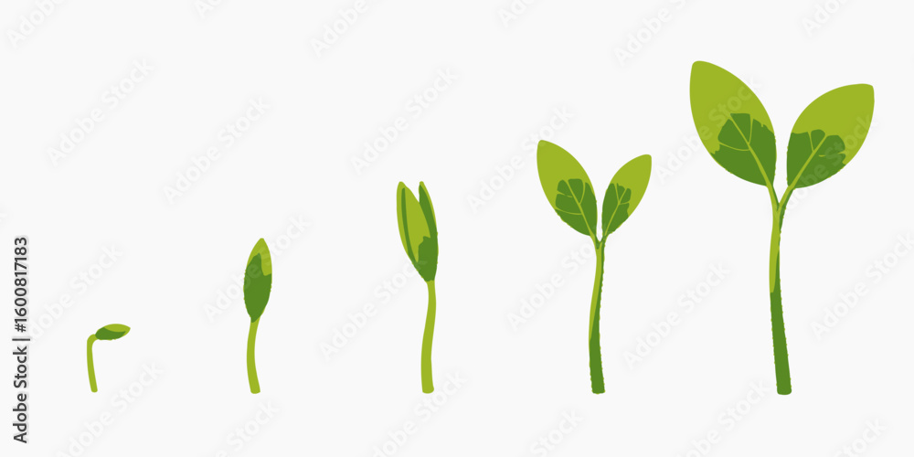 Obraz premium Seed Germination Stages Depicting Plant Growth and Development from Sprout to Seedling Showing a Plant Life Cycle
