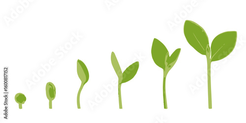 Stages of plant growth from seed to sprout depicting organic agricultural cycle on a white background symbolizing natural development