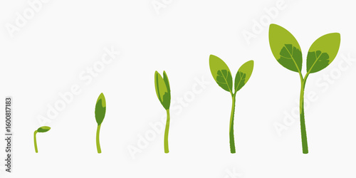 Seed Germination Stages Depicting Plant Growth and Development from Sprout to Seedling Showing a Plant Life Cycle