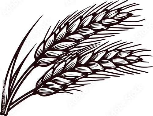 Hand drawn illustration of two wheat ears with detailed engraving, vintage botanical cereal sketch