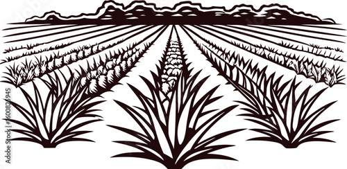 Agave plants growing in neat rows on a large rural field with distant trees and clear sky, black and white illustration