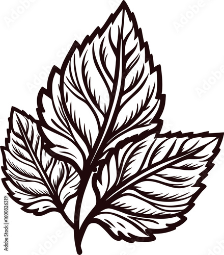 Detailed hand drawn illustration of mint leaves isolated on white background in vintage botanical sketch