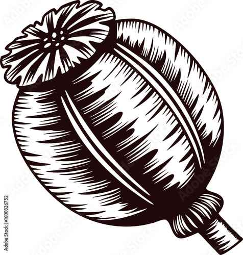 Detailed hand drawn poppy seed capsule in vintage engraved style, isolated botanical illustration on white background