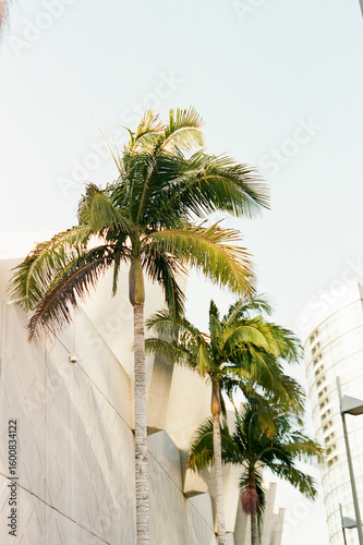 San Diego California Street Palm Trees