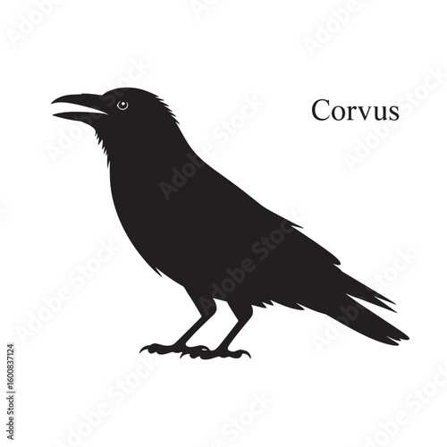 Silhouette of a black crow with its beak open perched on its legs isolated on white background