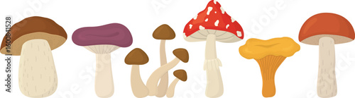 Autumn forest mushrooms isolated on transparent. Set of different bright mushrooms