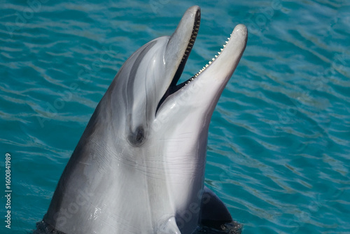 Canvas Print a dolphin is asking to be fed