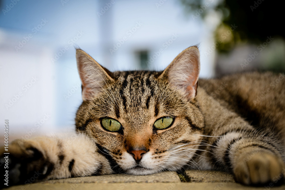 Fototapeta premium a tabby cat resting
