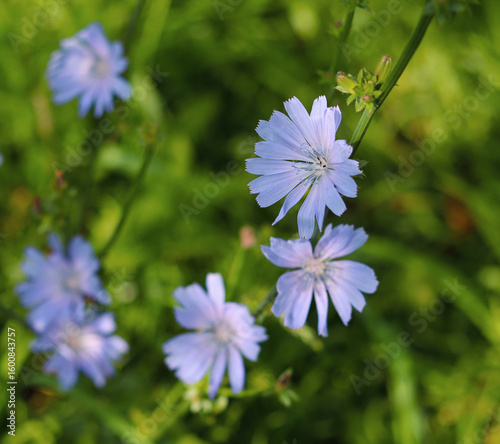 purple flowers in the garden