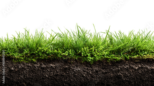 Lush green grass and dark soil cross section nature background