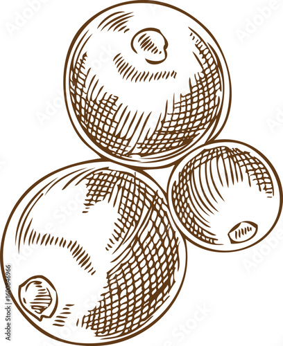 Vector monochrome sketch of holly berries in outline style, hand drawn.