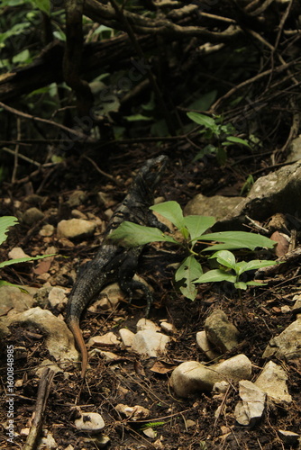 salamander tree in the forest