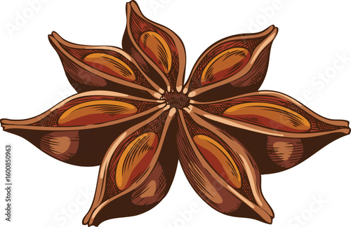 Anise star sketch vector icon, hand drawn aromatic spice plant, dry flavor condiment, mulled wine ingredient
