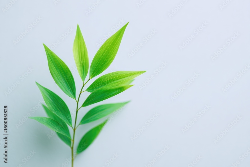 Fototapeta premium solitary bamboo shoot bends gently against plain white background