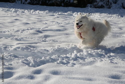 Samoyede