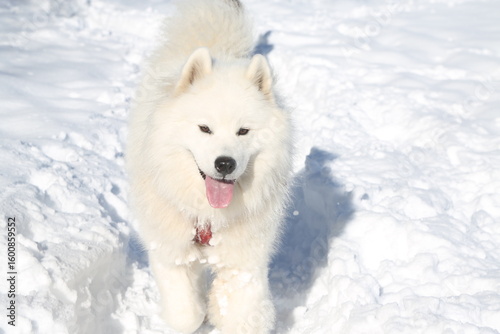 Samoyede