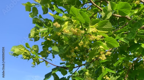 Leaves and flowers of the linden tree (Tilia spp)
