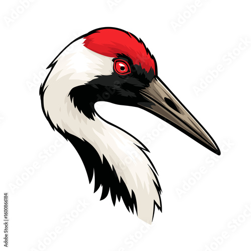 Cranes exhibit vibrant plumage with distinct red head and markings showcasing their graceful features