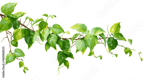 Lush Green Pothos Vine Branch Isolated Black Background