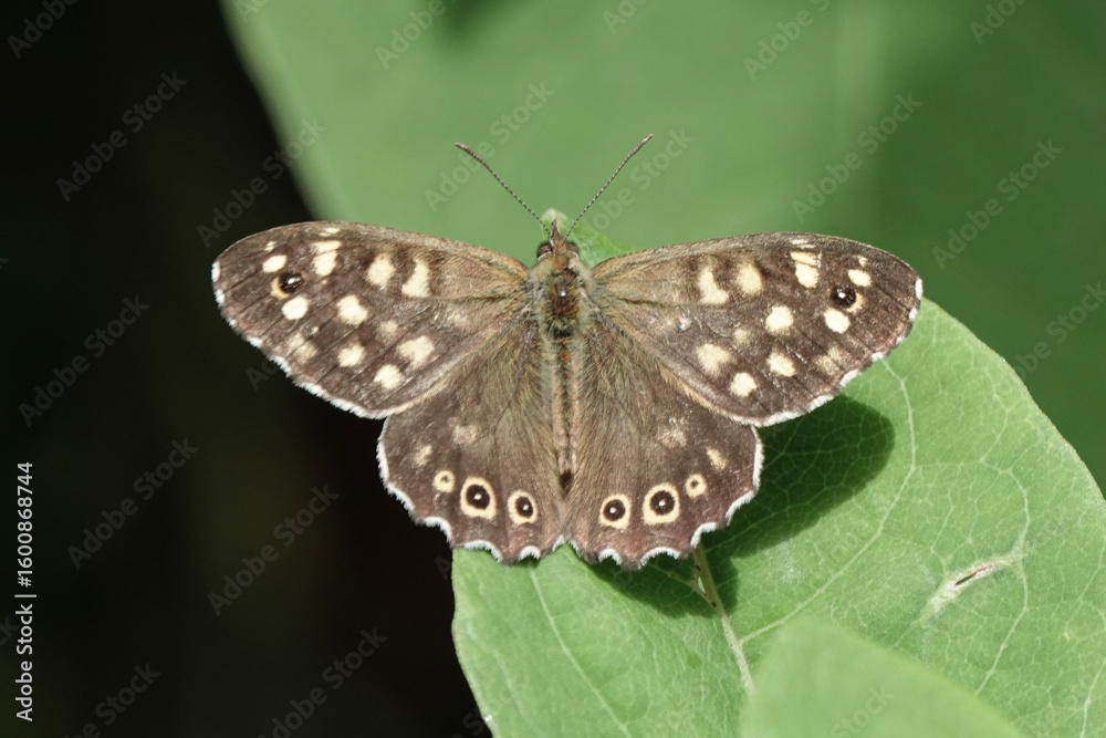 Obraz premium Speckled Wood butterfly (Pararge aegeria) in the British countyside