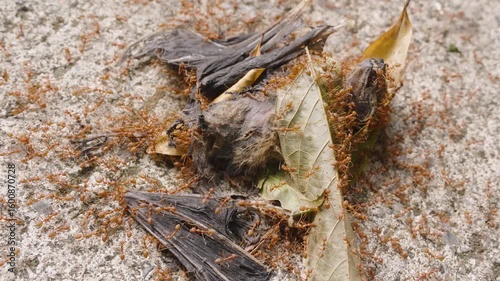 Close up of dead bat on ground surrounded by dry leaves and many ants swarming over it, high angle, Nature Process Concept