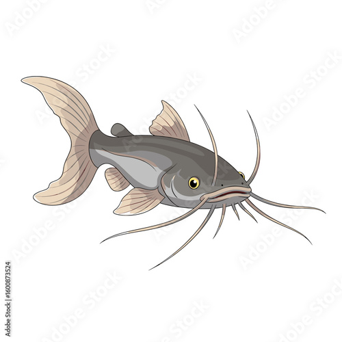 A detailed illustration of a catfish, showcasing its whiskers and fins, isolated on white.