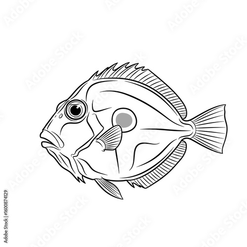 Line art illustration of a John Dory fish, featuring detailed fins, scales, and a distinctive spot.
